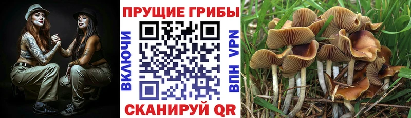 Галлюциногенные грибы GOLDEN TEACHER Миасс